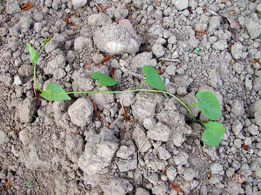 CONVARV_DSC09876b.jpg