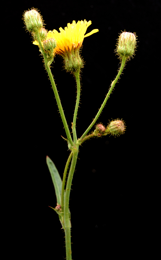 SONCHARV_DSC_0179b.jpg
