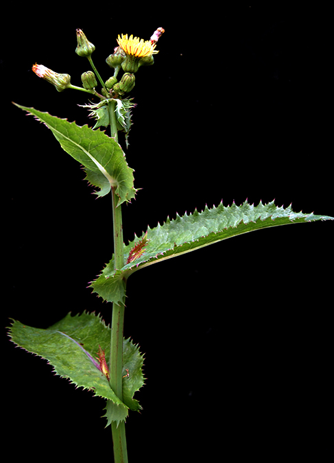 SONCHASP_DSC_0177b.jpg