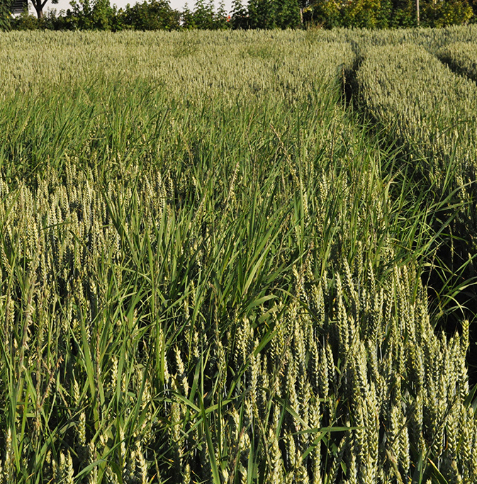 AGRREP_DSC_0041b.jpg