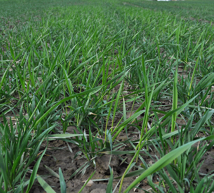 AGRREP_DSC_0158b.jpg