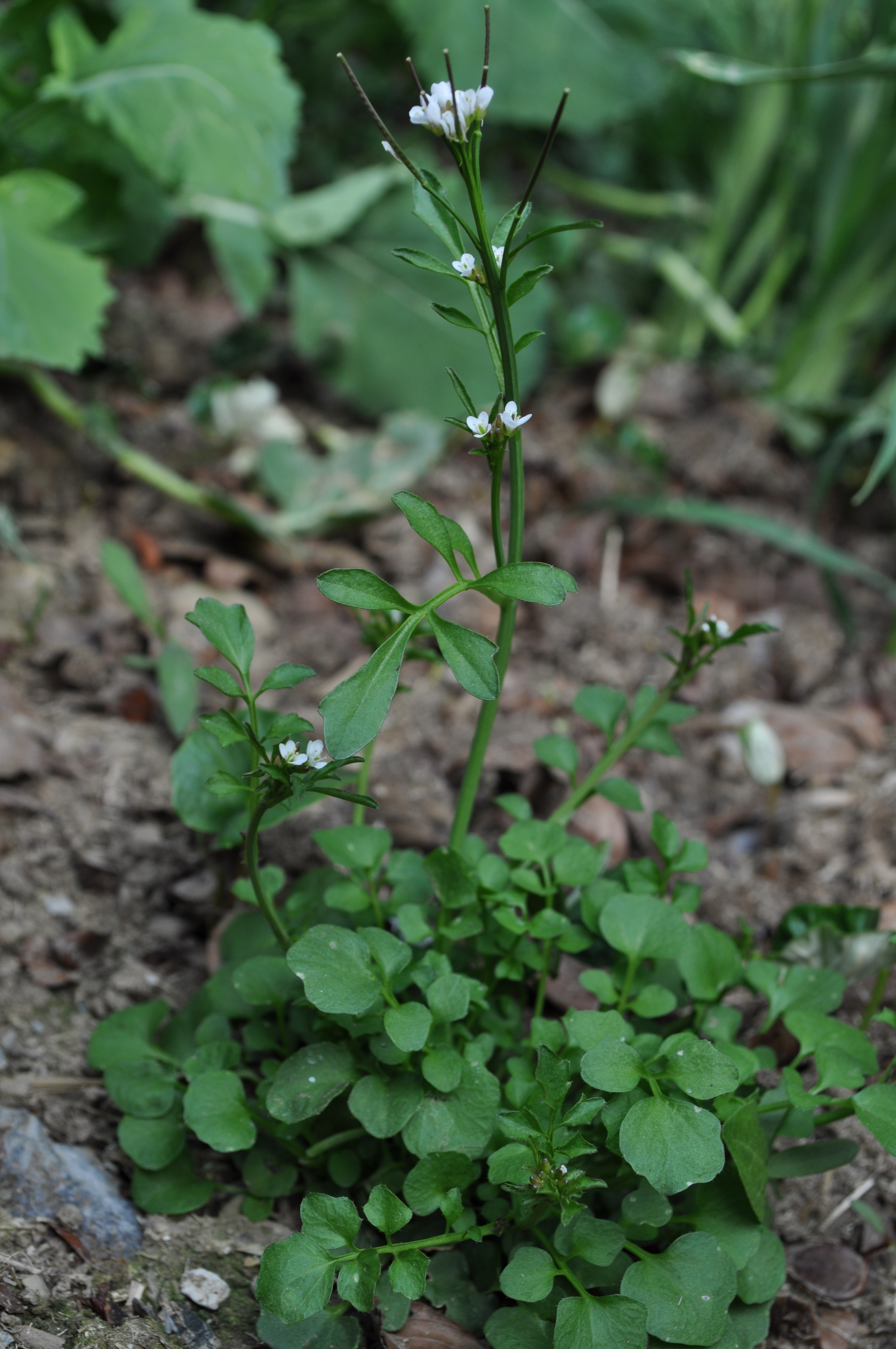 CARHIR_B_DSC_0009.JPG