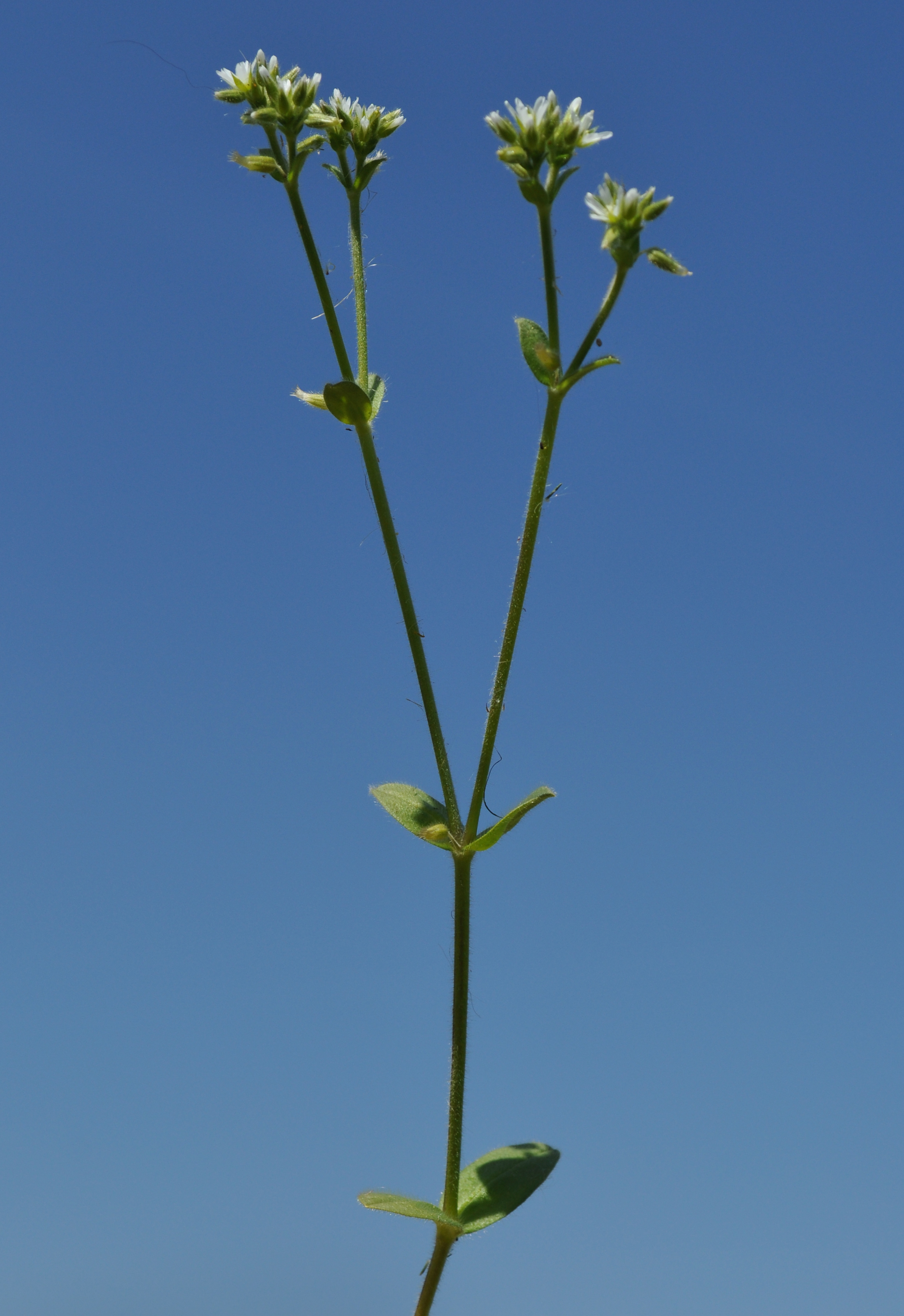CERFONT_B_DSC_0029b.jpg