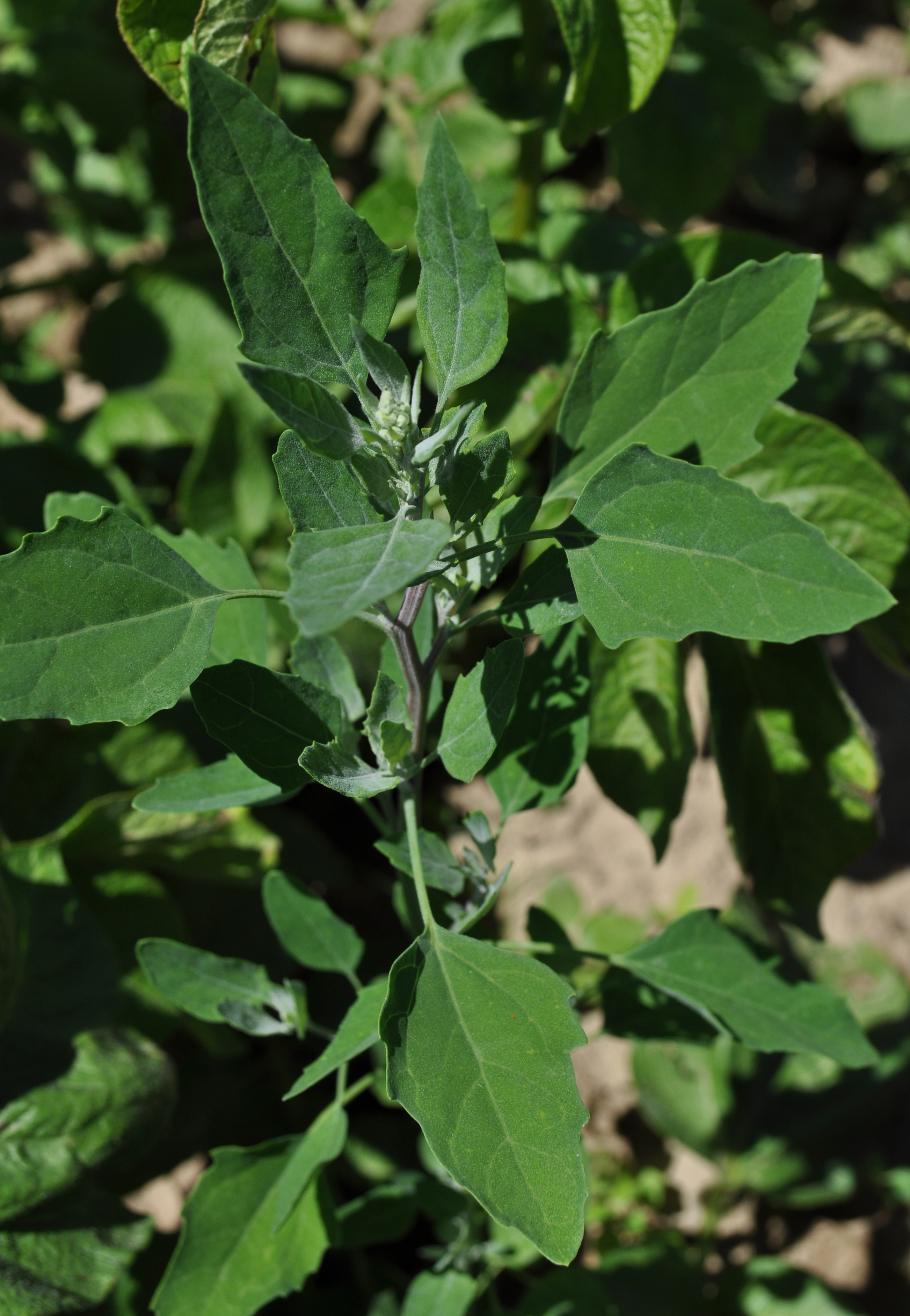 CHENALB_DSC_0062.JPG