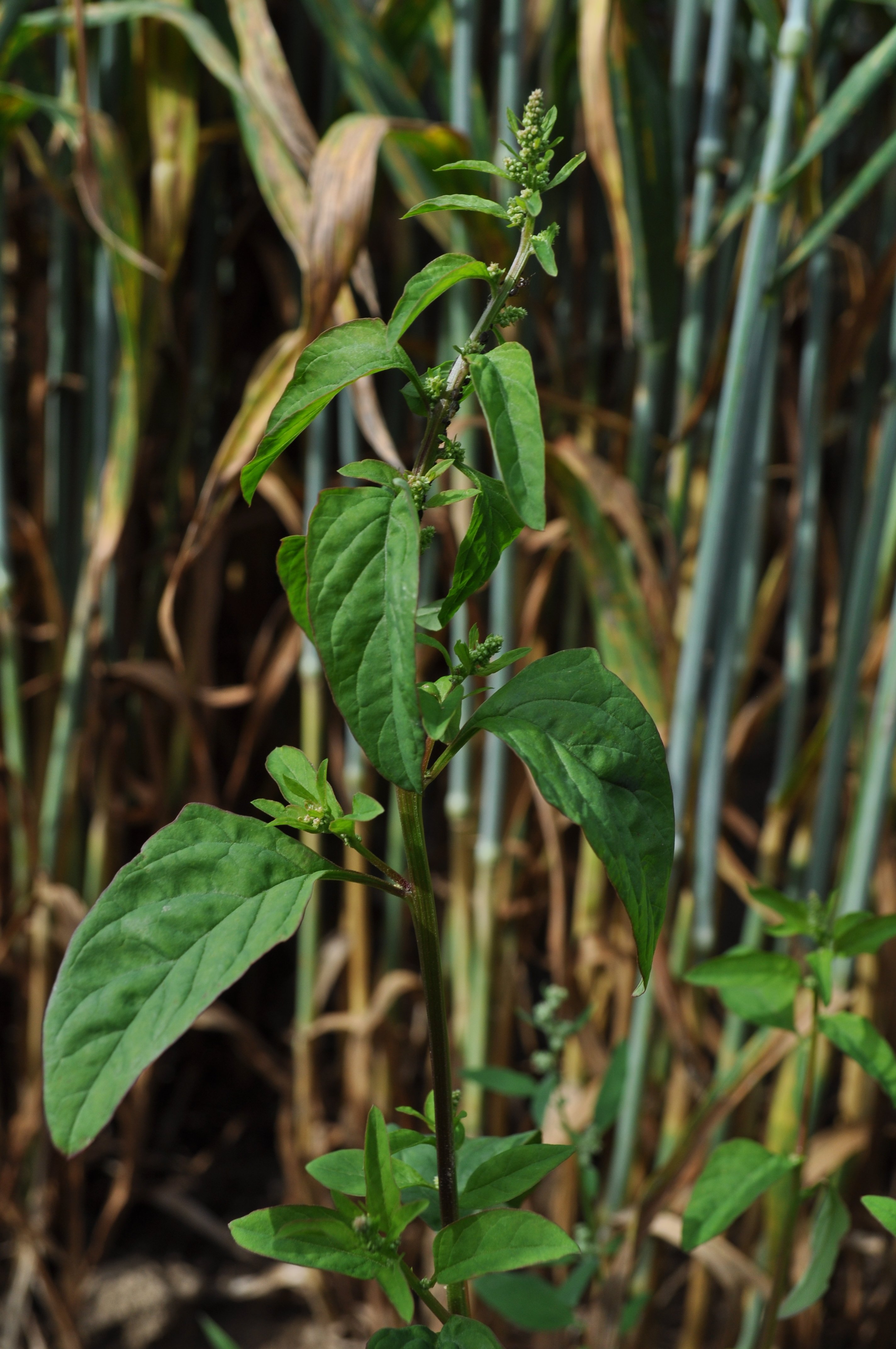 CHENPOL_B_DSC_0037.JPG