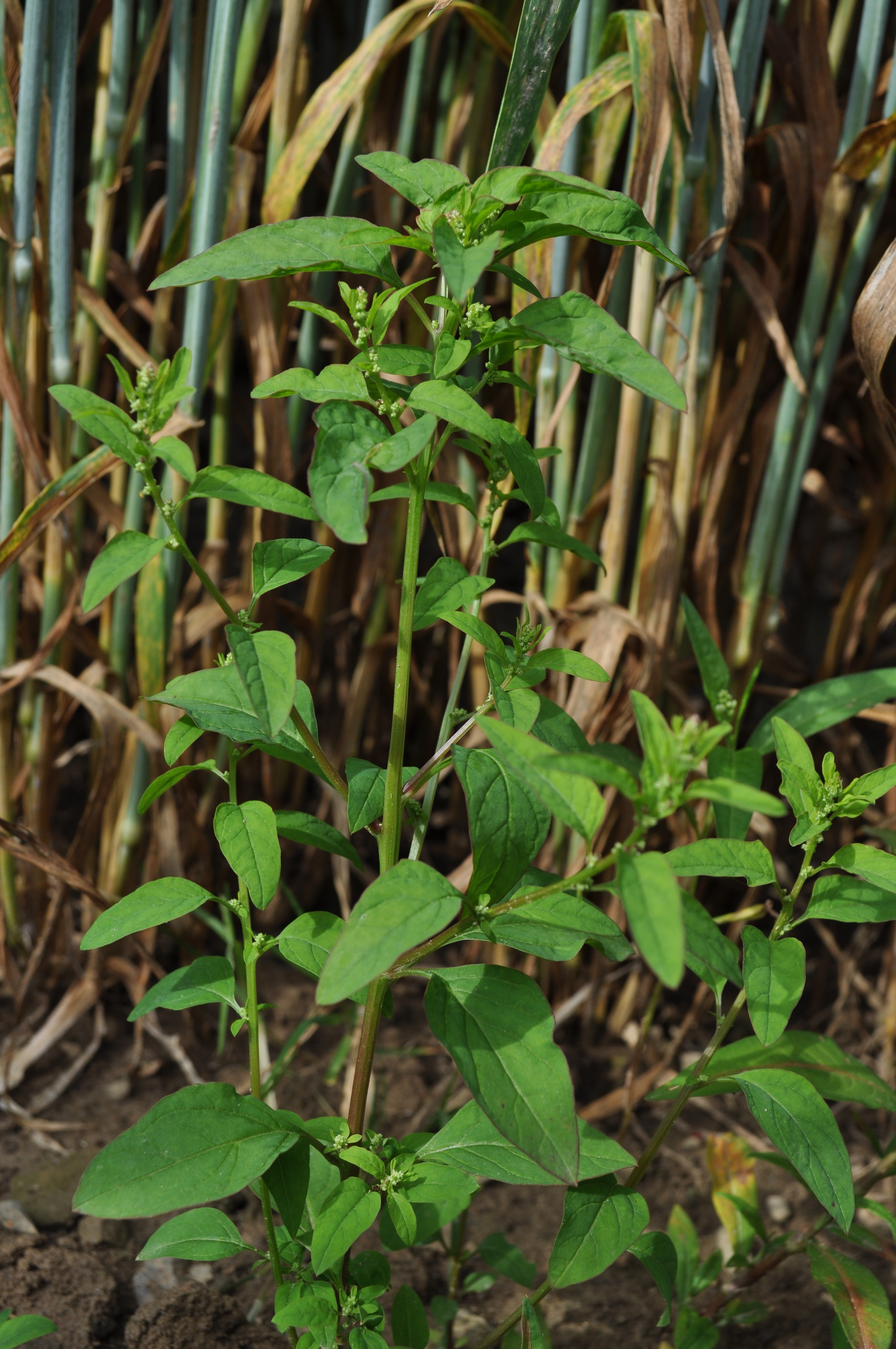 CHENPOL_B_DSC_0045.JPG