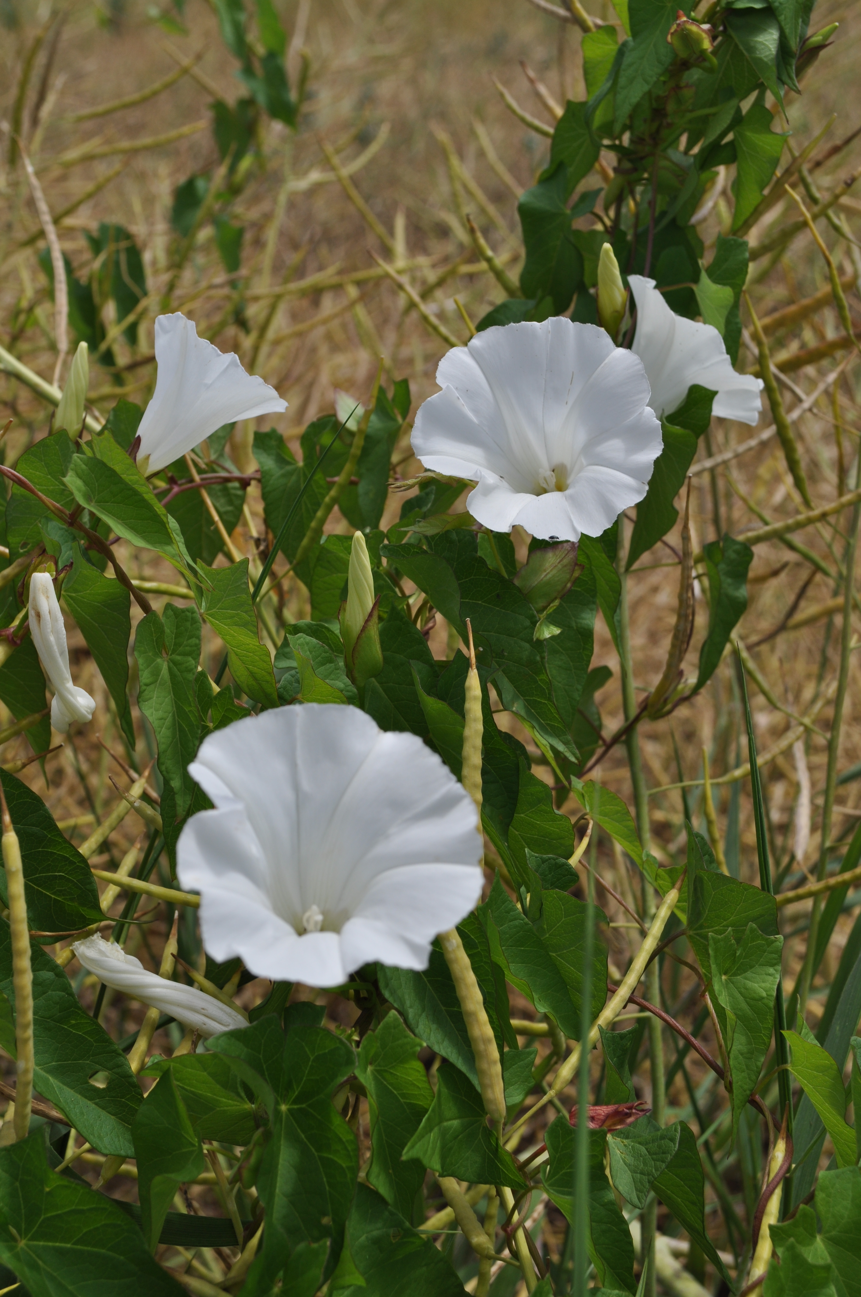 CONARV_B_DSC_0010.JPG