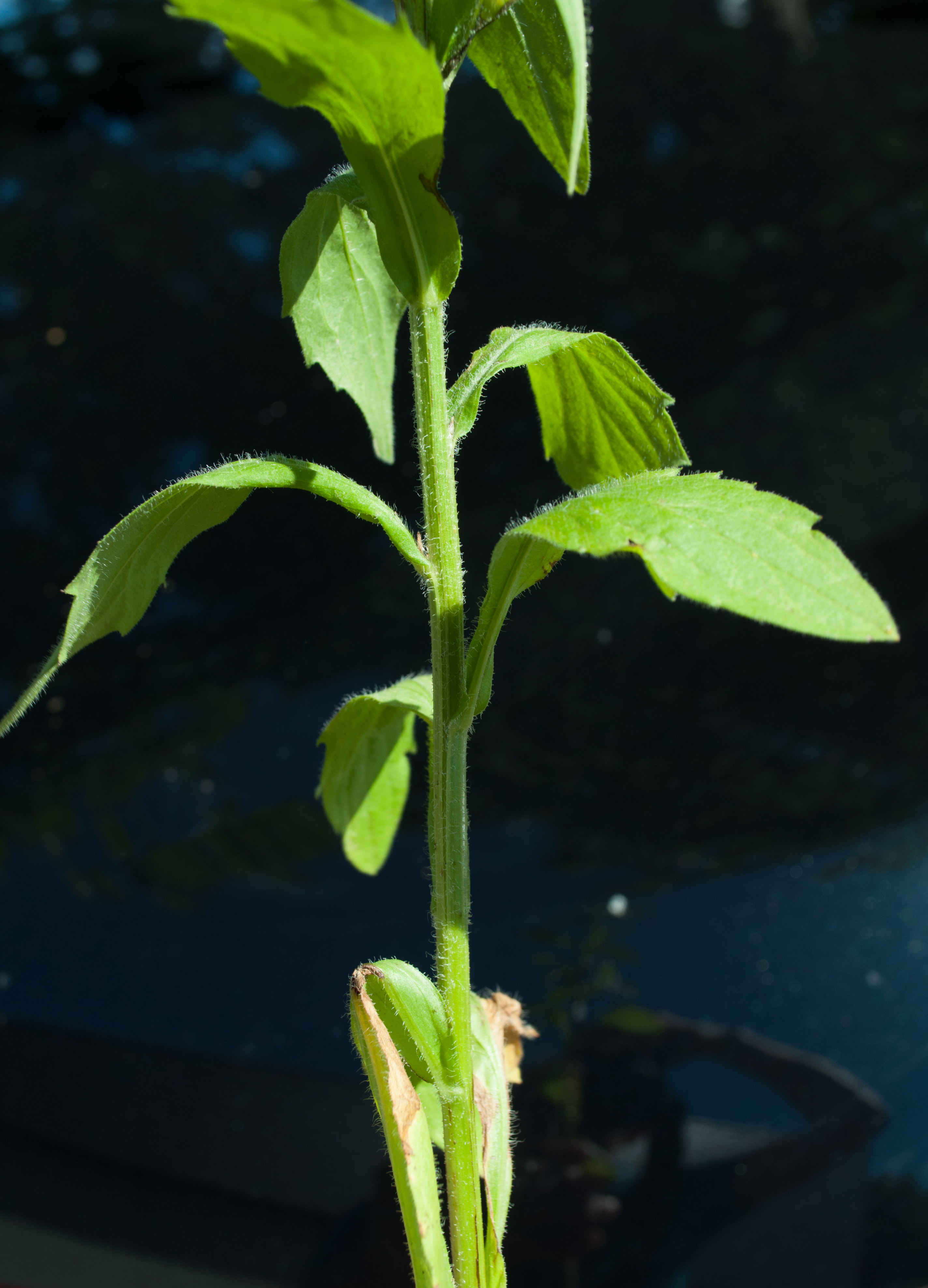 ERIGANN_DSC_0004.JPG