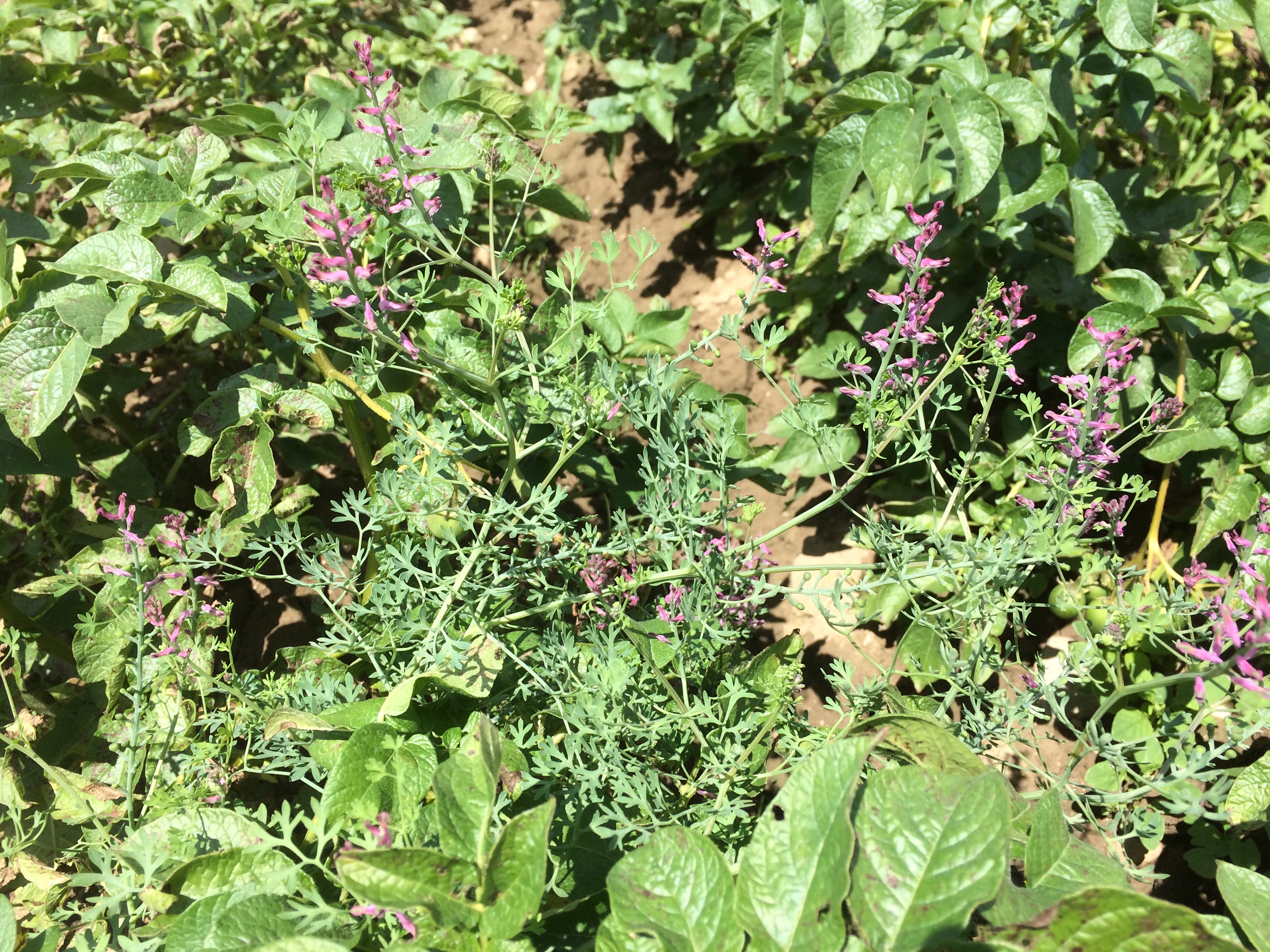 FUMOFF_B_IMG_5957.JPG