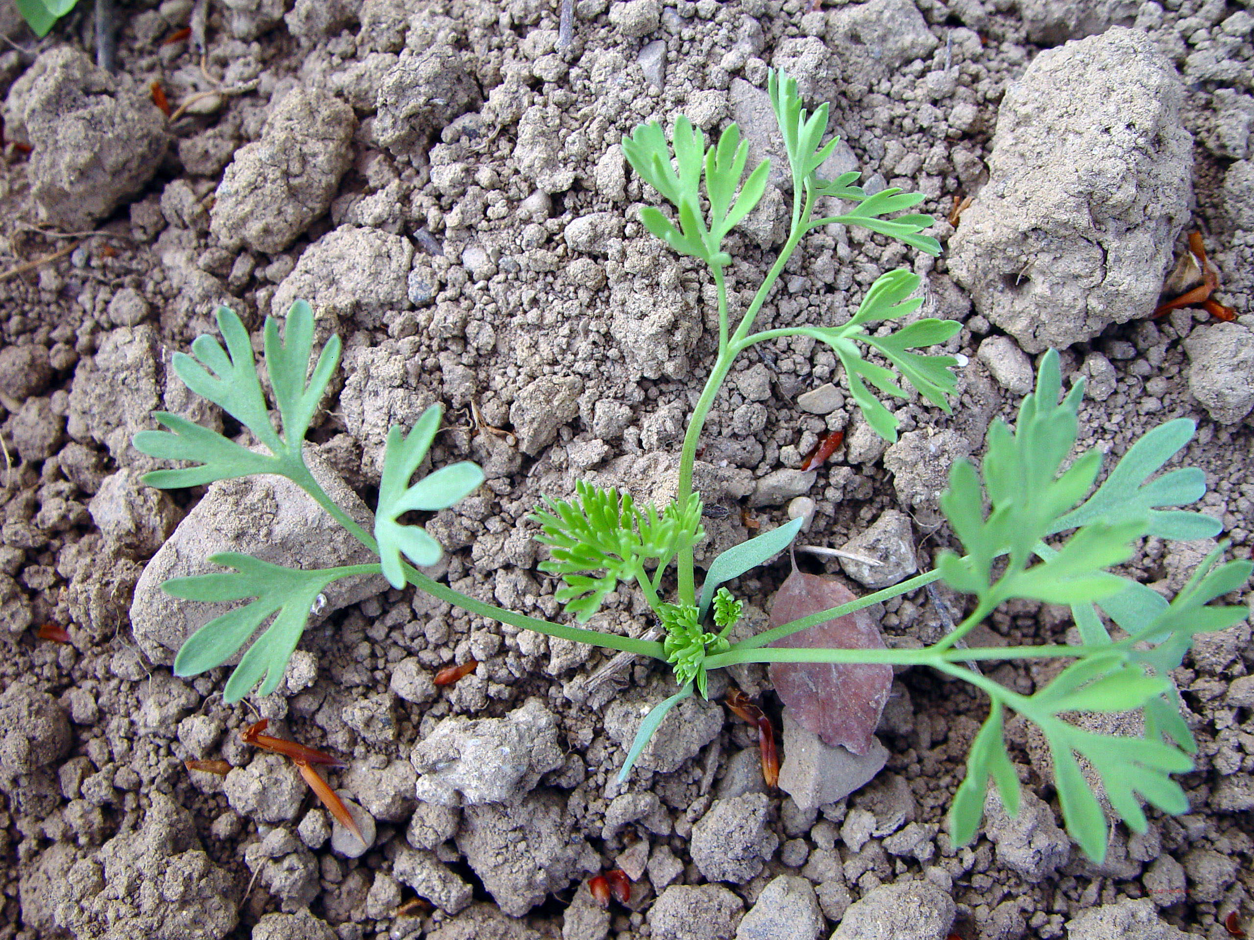 FUMOFF_K_DSC09874b.jpg