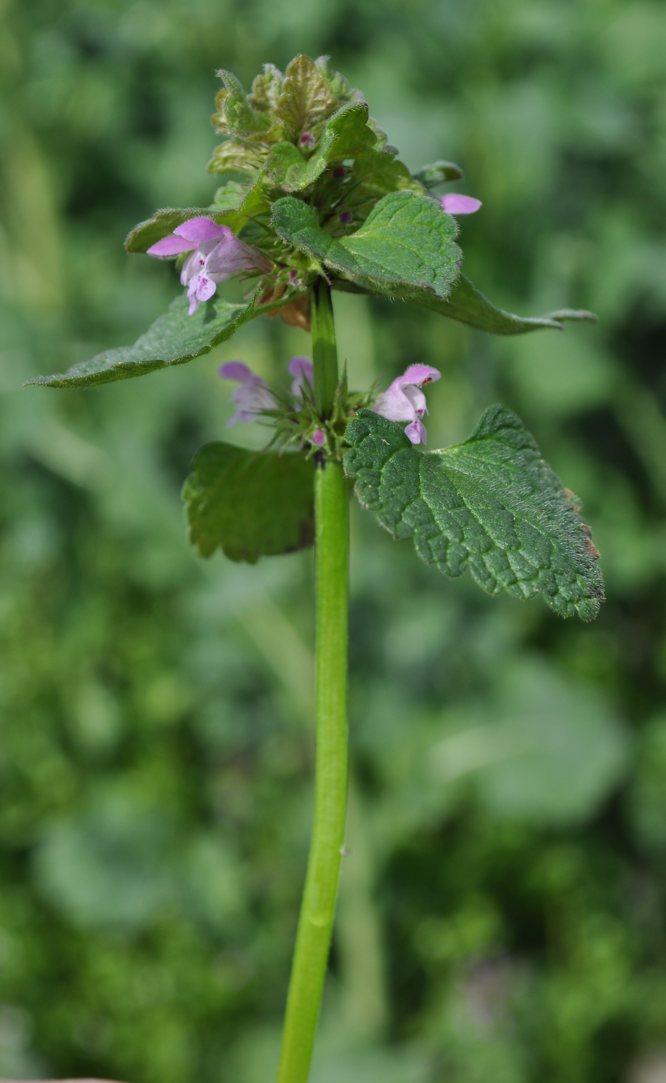 LAMPUR_B_DSC_0192.JPG