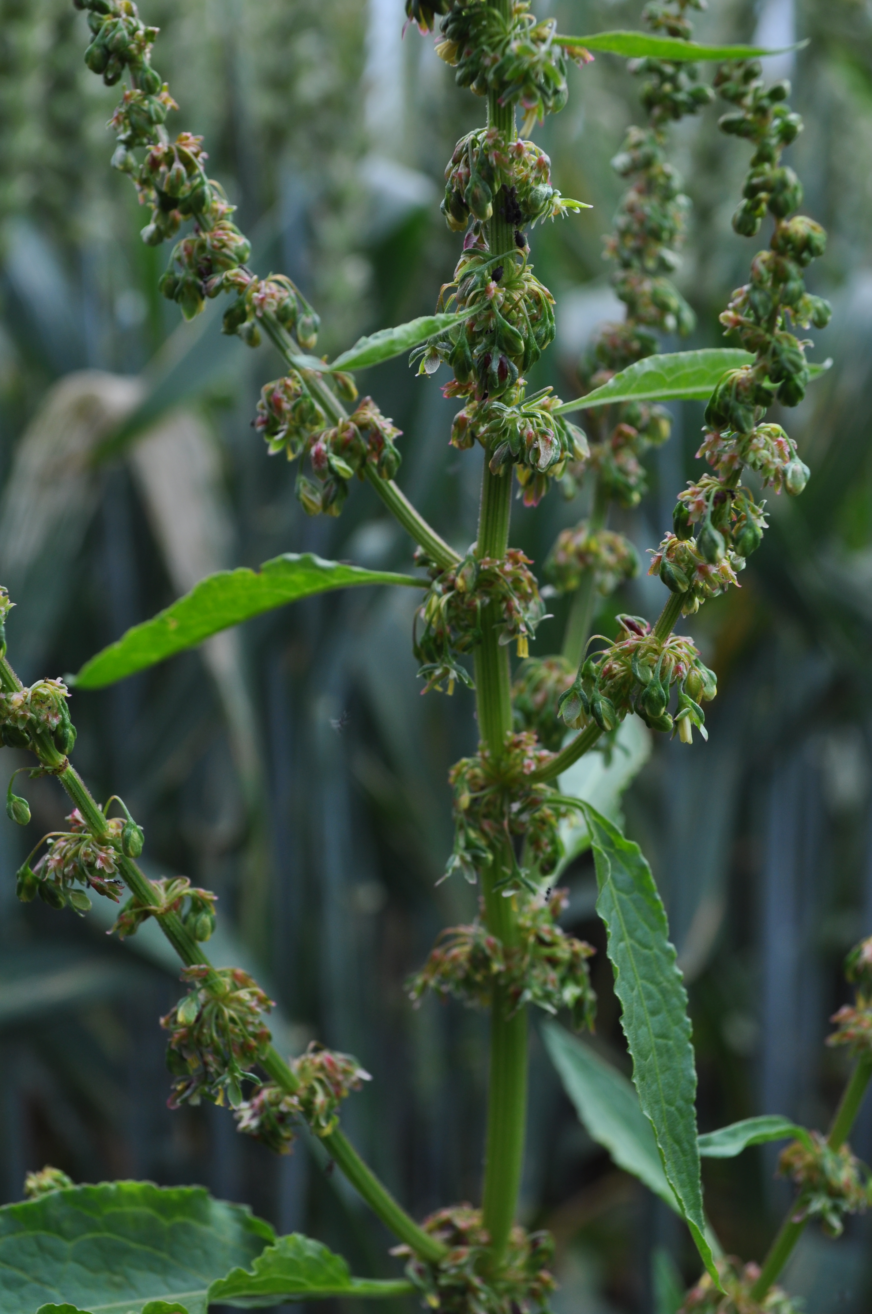 RUMOPT_B_DSC_0054.JPG