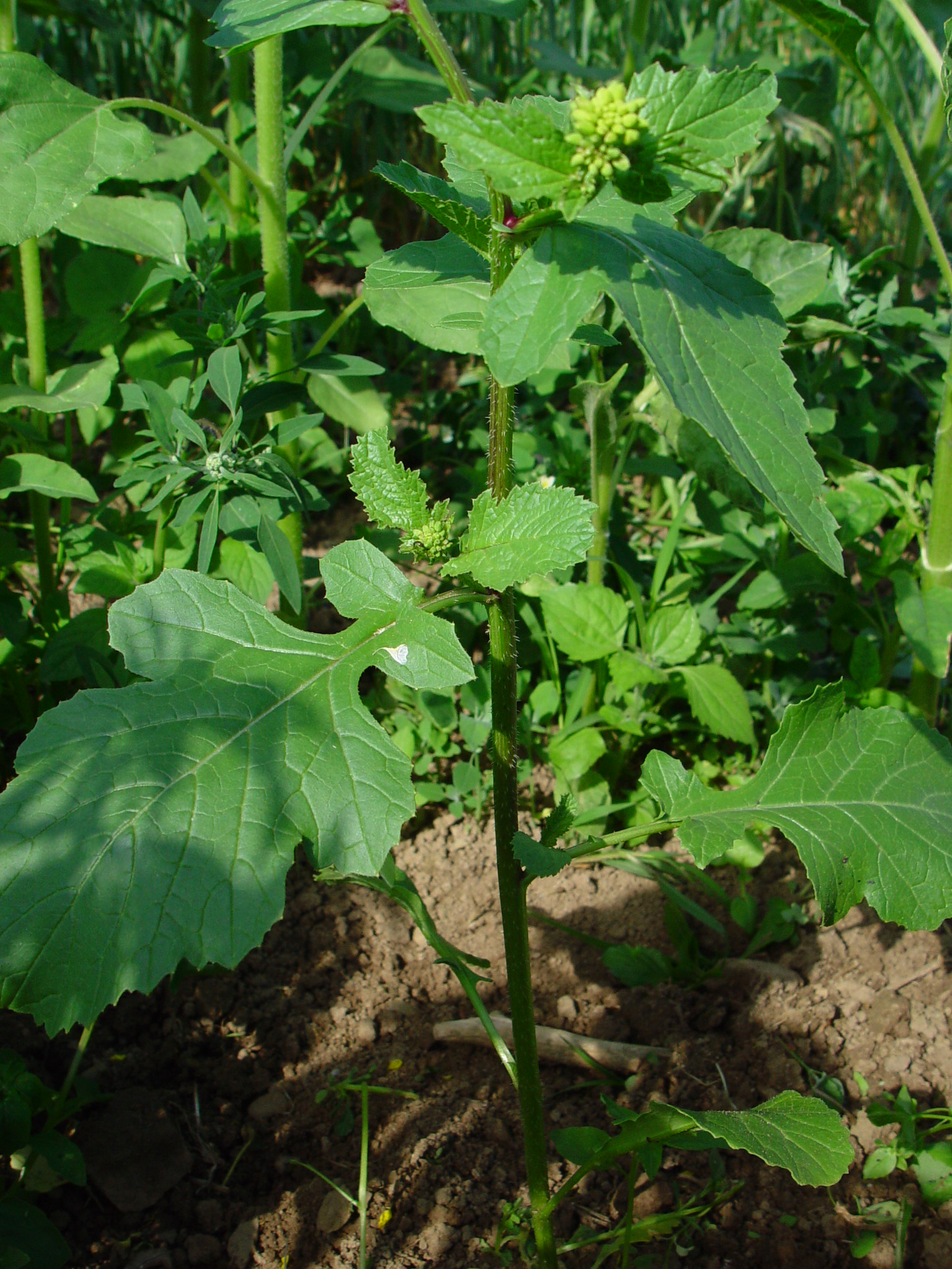 SINARV_016.jpg