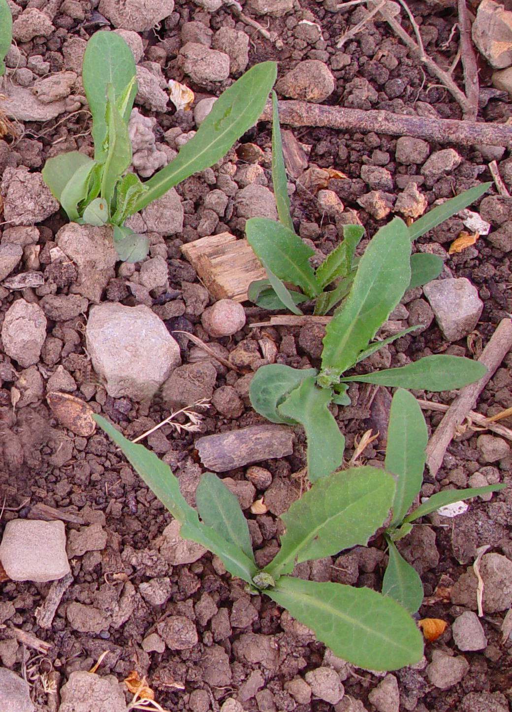 SONCHARV_L_DSC09852.jpg