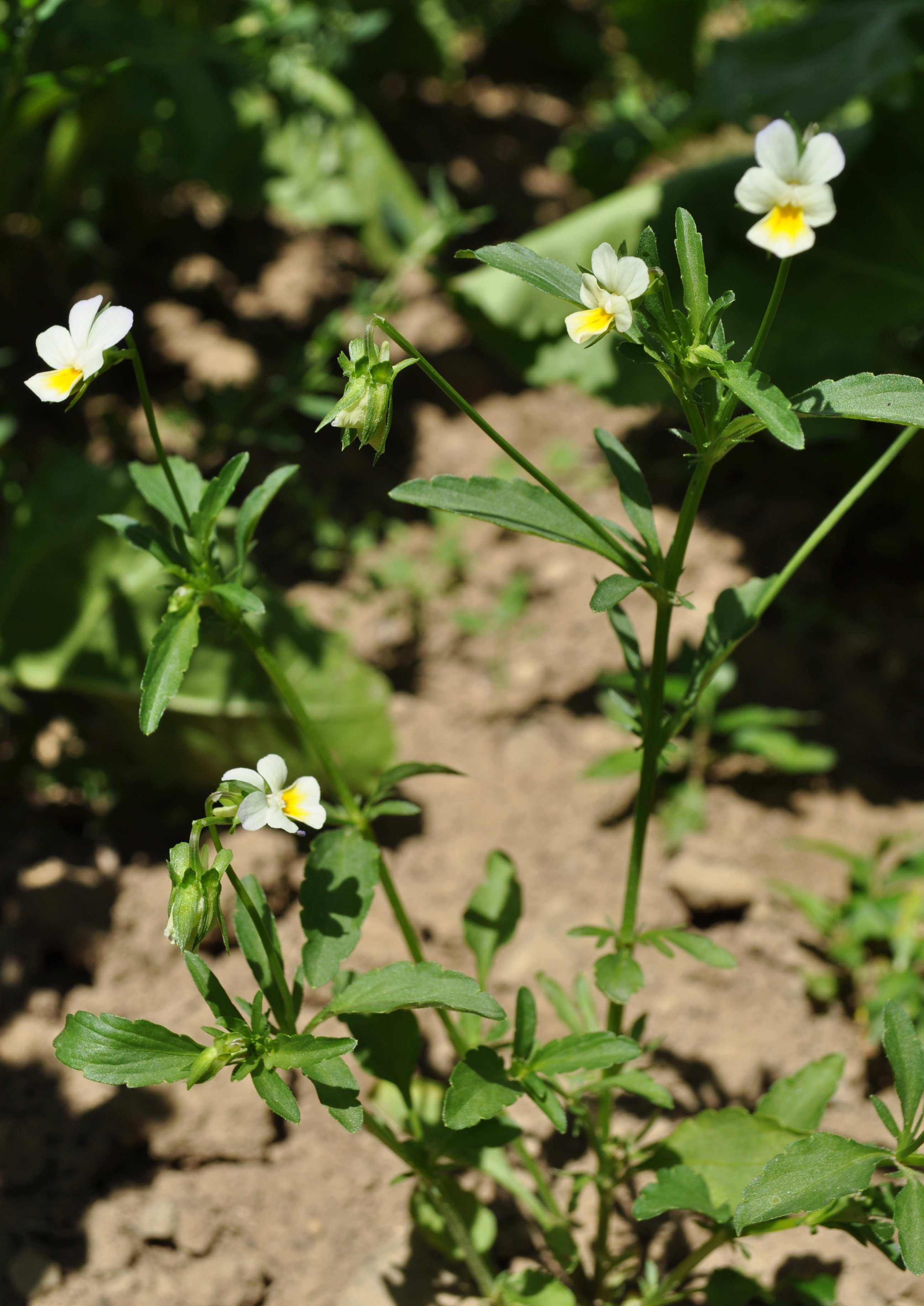 VIOLARV_B_DSC_0093.JPG